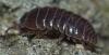 Armadillidium vulgare